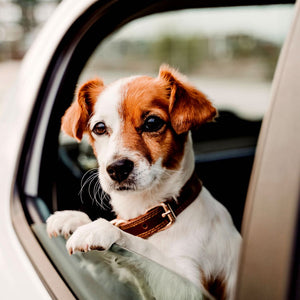 Apple Mint Car Air Freshener Spray Vegan Plant-Based Cruelty-Free Pet Safe