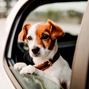 Zucchini Bread Car Air Freshener Spray Vegan Plant-Based Cruelty-Free Pet Safe