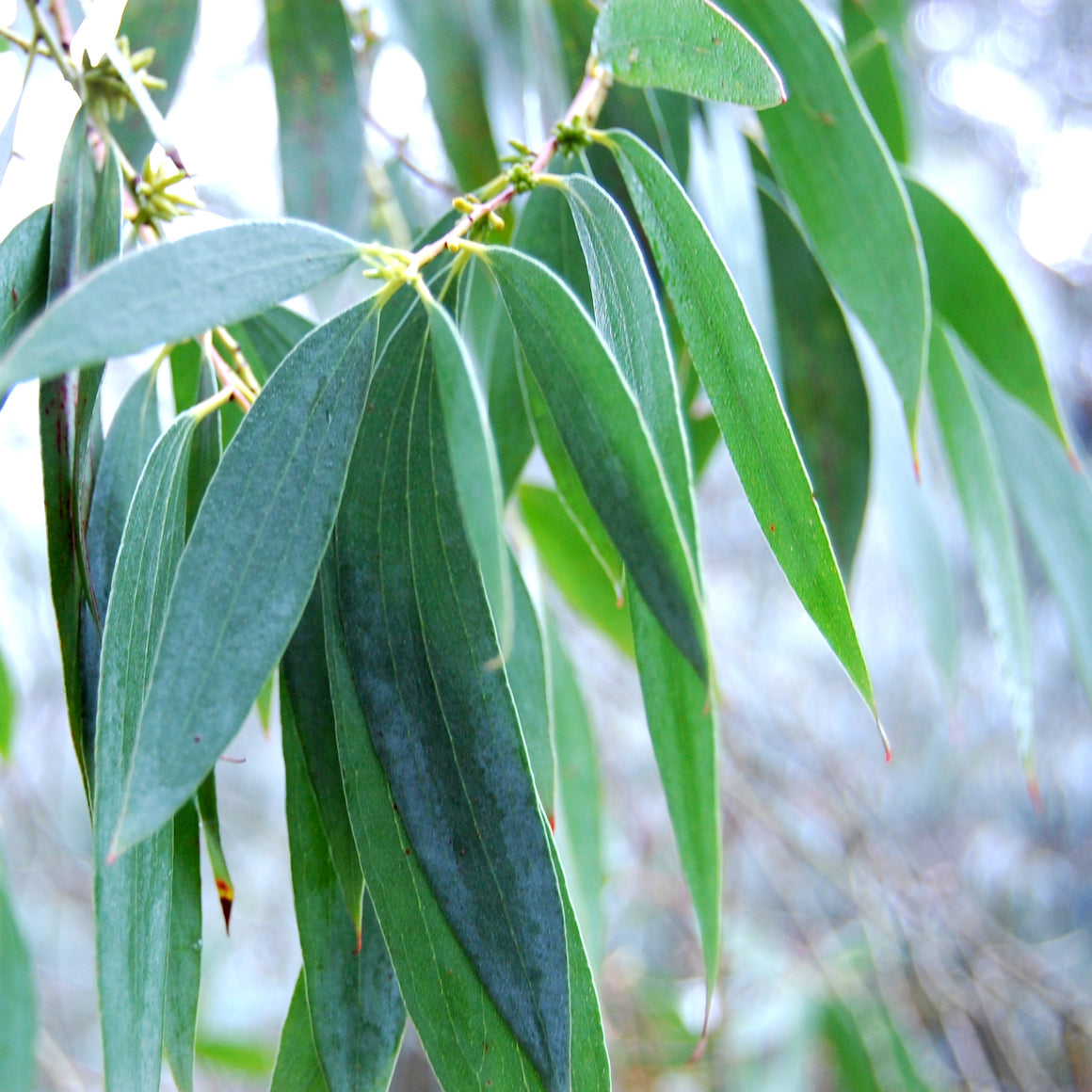 Australian Eucalyptus Scented Aroma Beads Room/Car Air Freshener