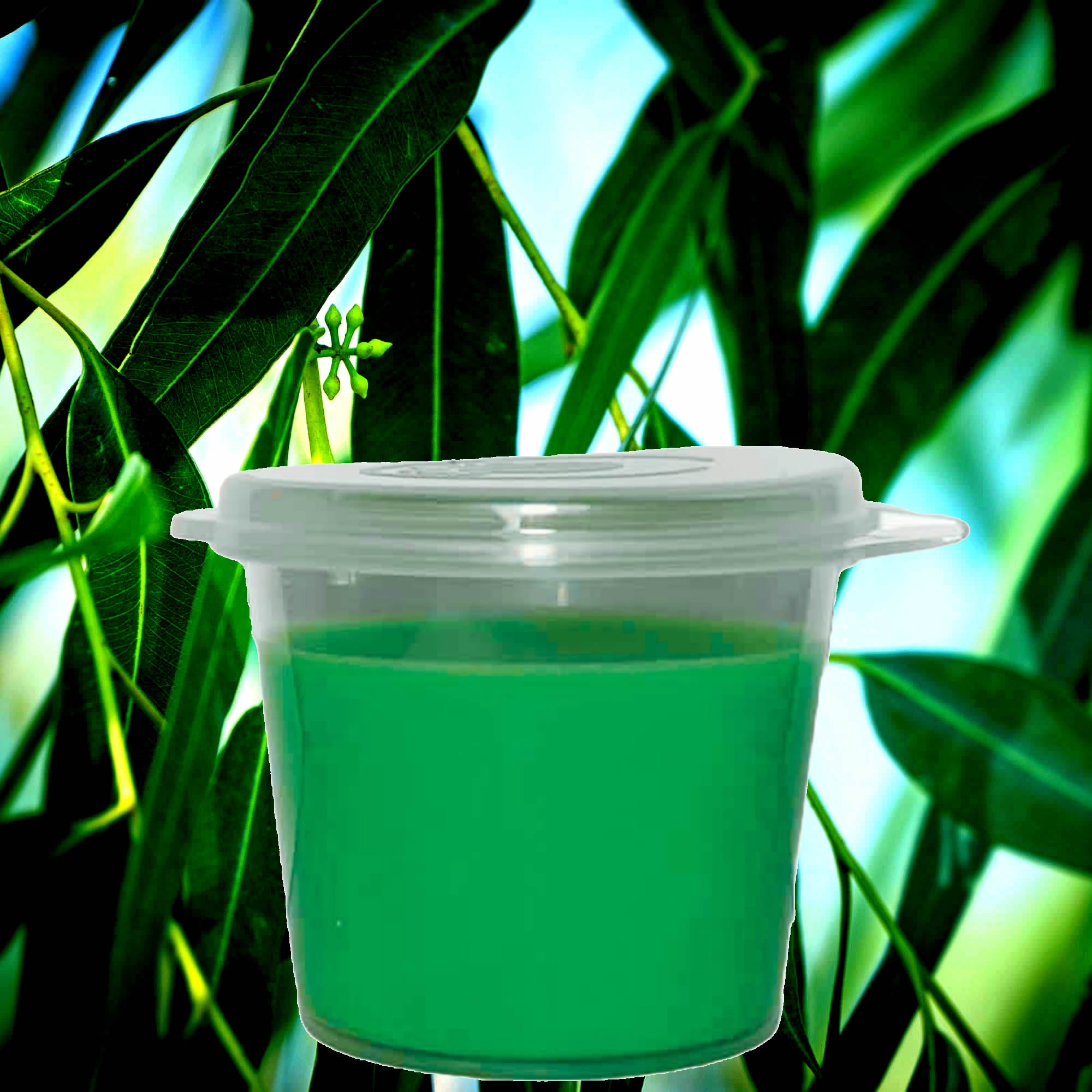 Australian Eucalyptus Soy Candle Melt Shot Pots – Plant-Based, Vegan, Cruelty-Free, Hand-Poured