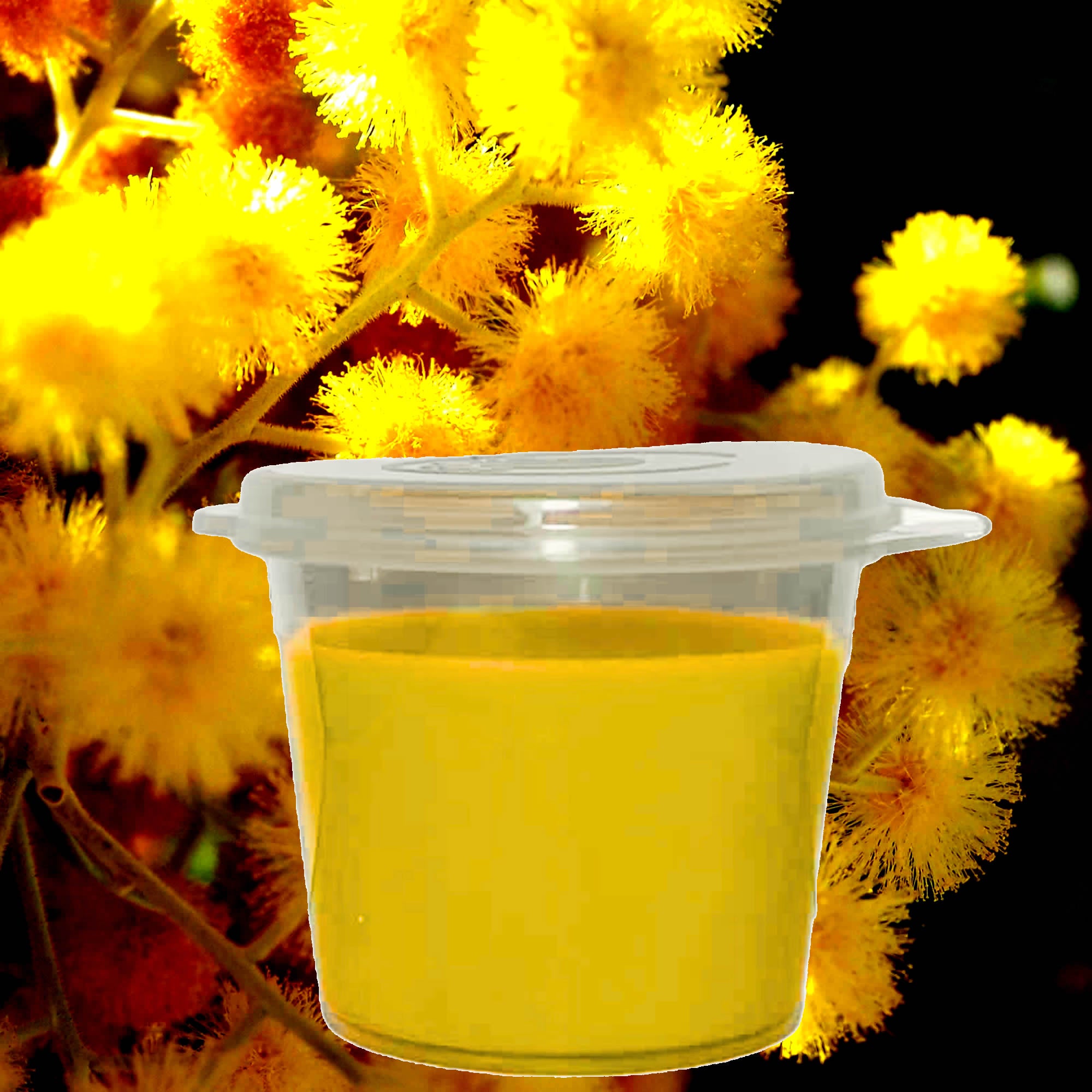 Australian Golden Wattle Soy Candle Melt Shot Pots – Plant-Based, Vegan, Cruelty-Free, Hand-Poured