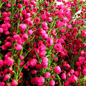 Australian Red Boronia Scented Aroma Beads Room/Car Air Freshener