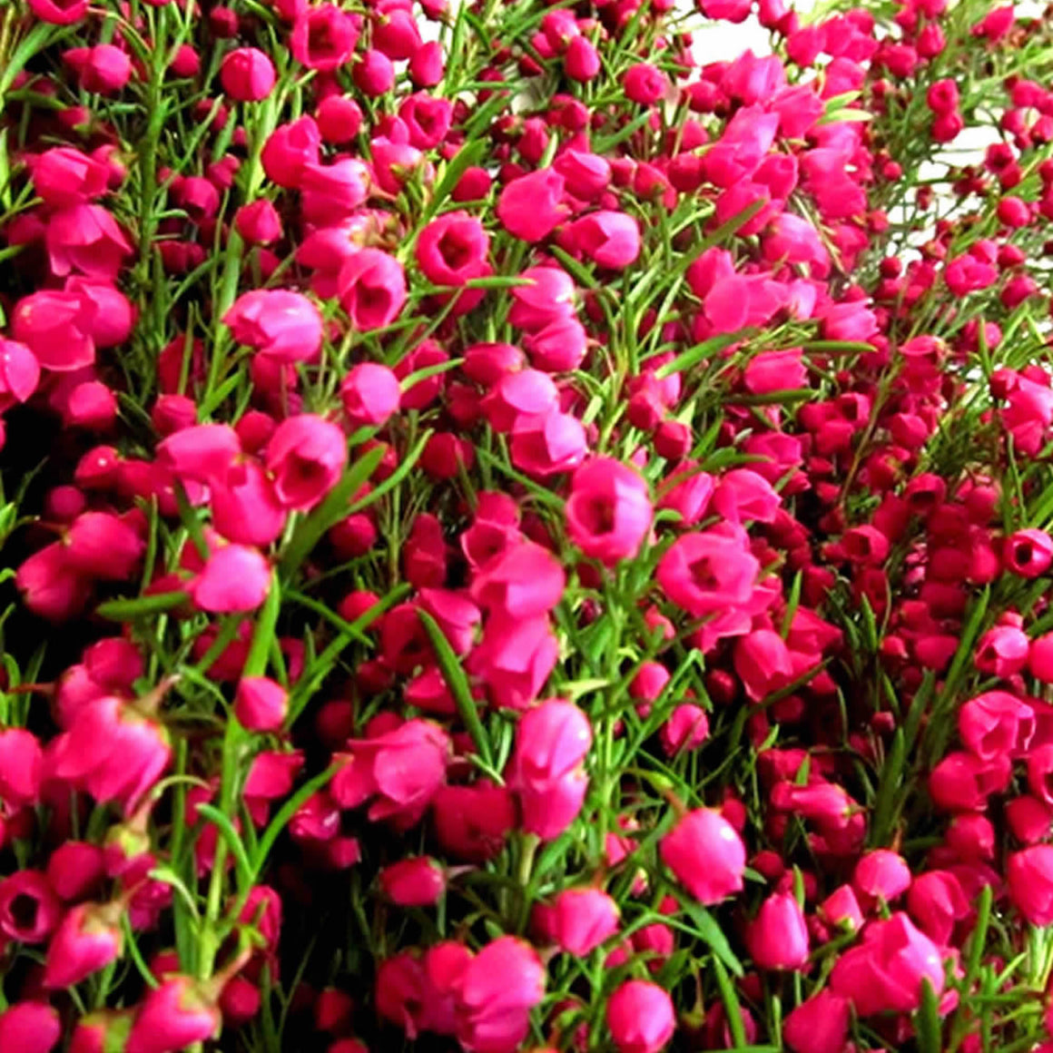 Australian Red Boronia Candle Soap Making Fragrance Oil