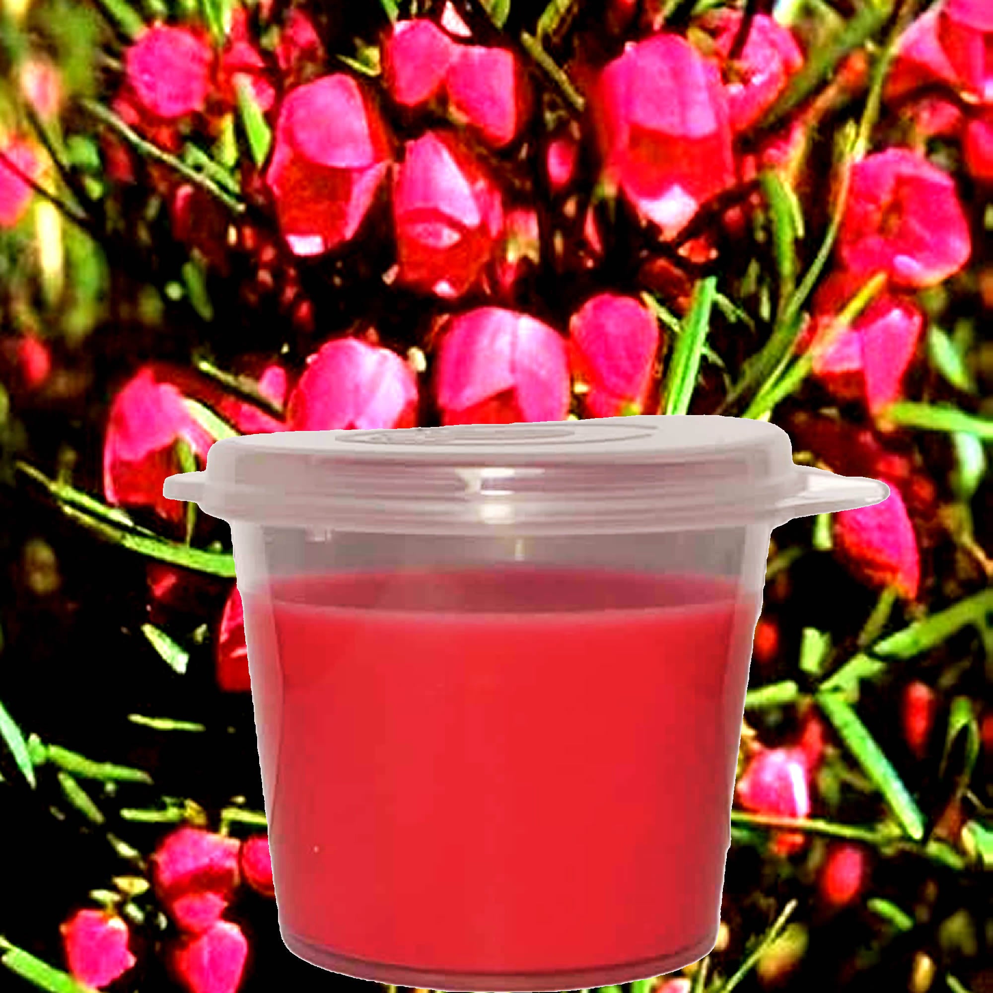 Australian Red Boronia Soy Candle Melt Shot Pots – Plant-Based, Vegan, Cruelty-Free, Hand-Poured