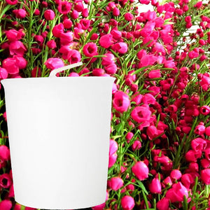 Australian Red Boronia Scented Votive Candles