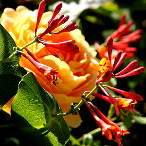 Honeysuckle Jasmine Scented Aroma Beads Room/Car Air Freshener