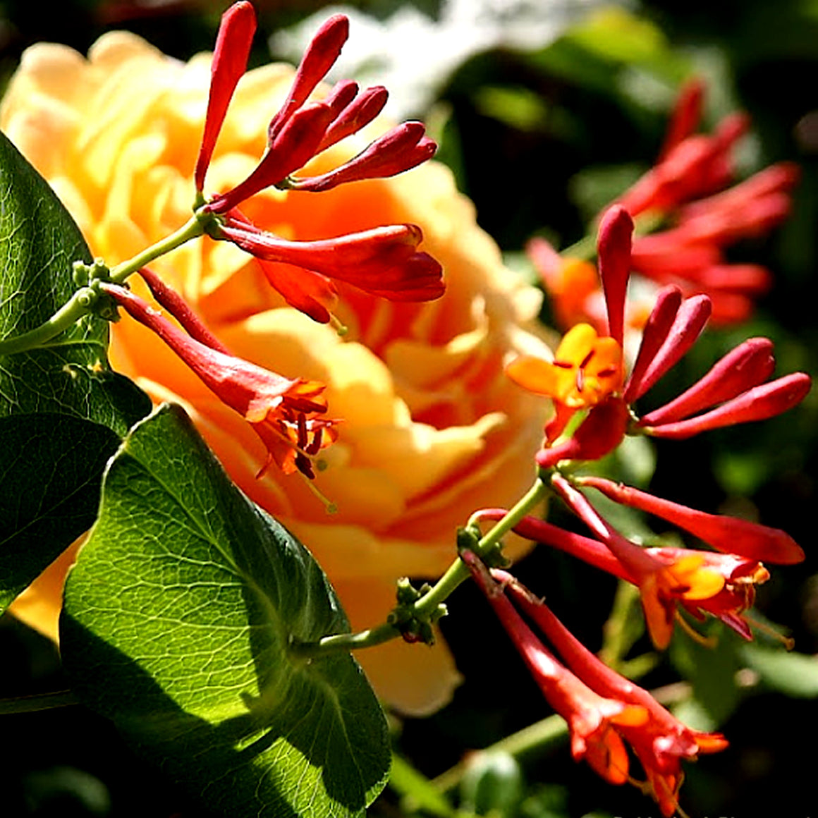 Honeysuckle Jasmine Scented Aroma Beads Room/Car Air Freshener