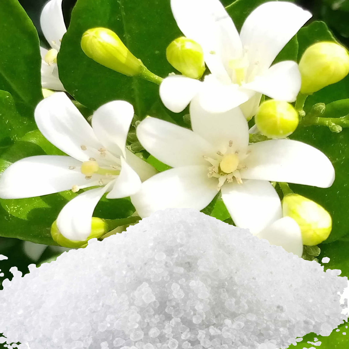 Jasmine Bath Salts/Bath Soak/Bath Crystals
