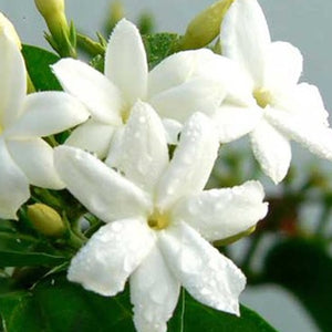 Jasmine Candle Soap Making Fragrance Oil