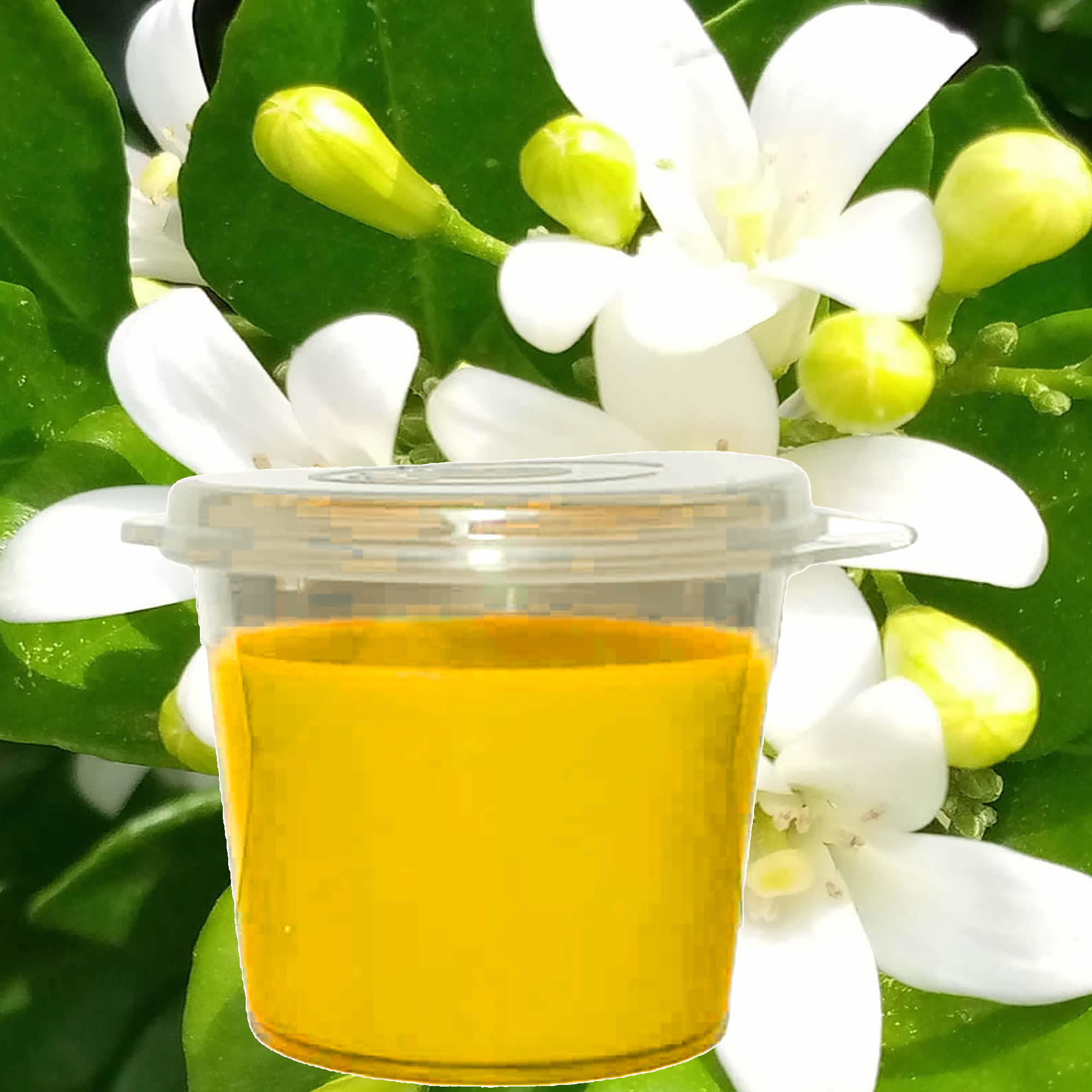 Jasmine Soy Candle Melt Shot Pots – Plant-Based, Vegan, Cruelty-Free, Hand-Poured