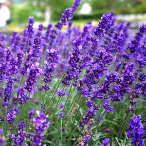 Lavender & Citronella Candle Soap Making Fragrance Oil