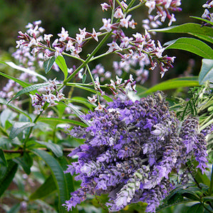 Lavender & Lemon Verbena Candle Soap Making Fragrance Oil