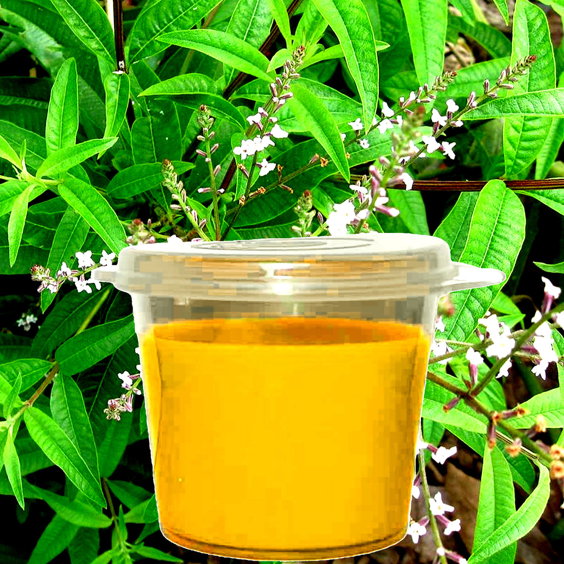 Lemon Verbena eco soy wax melts – vegan, cruelty-free featuring refreshing floral fresh verbena, handmade in Australia.