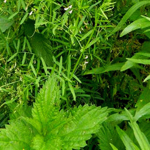 Lemongrass & Wild Mint Candle Soap Making Fragrance Oil