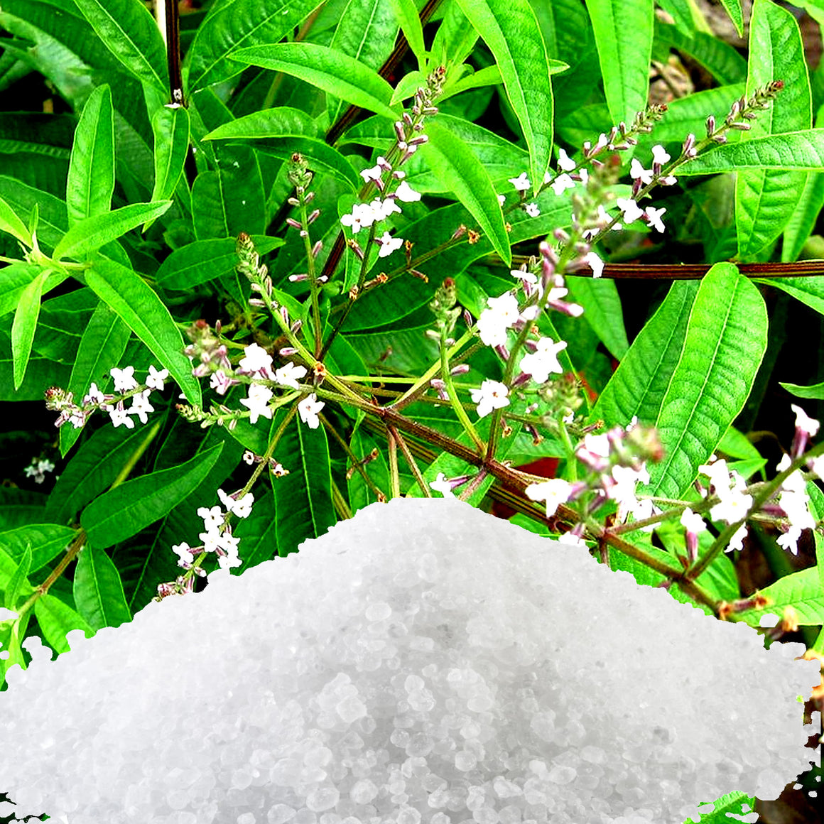 Lemon Verbena Bath Salts/Bath Soak/Bath Crystals