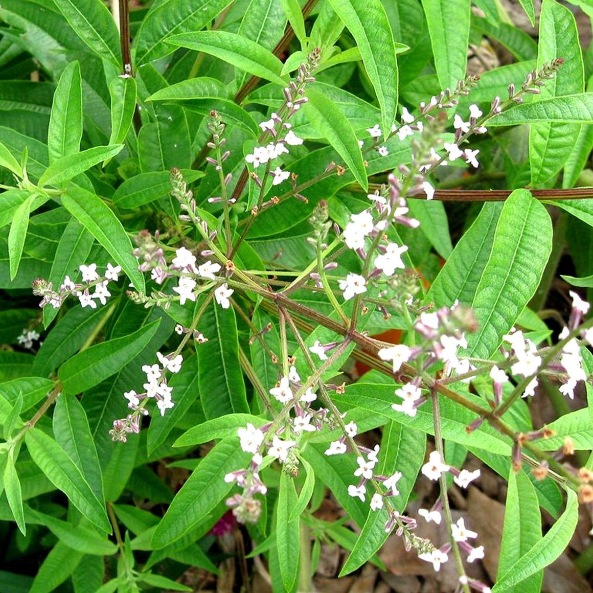 Lemon Verbena Scented Aroma Beads Room/Car Air Freshener