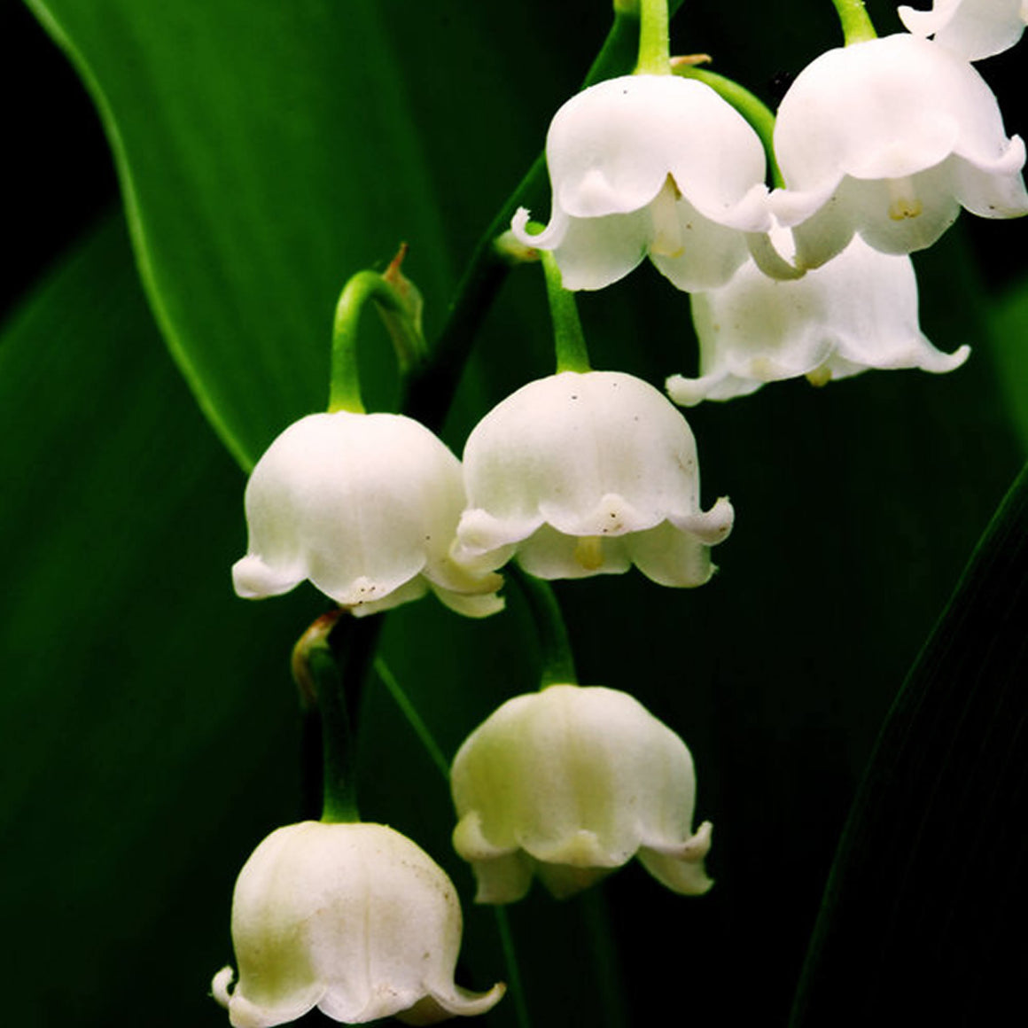 Lily Of The Valley Candle Soap Making Fragrance Oil