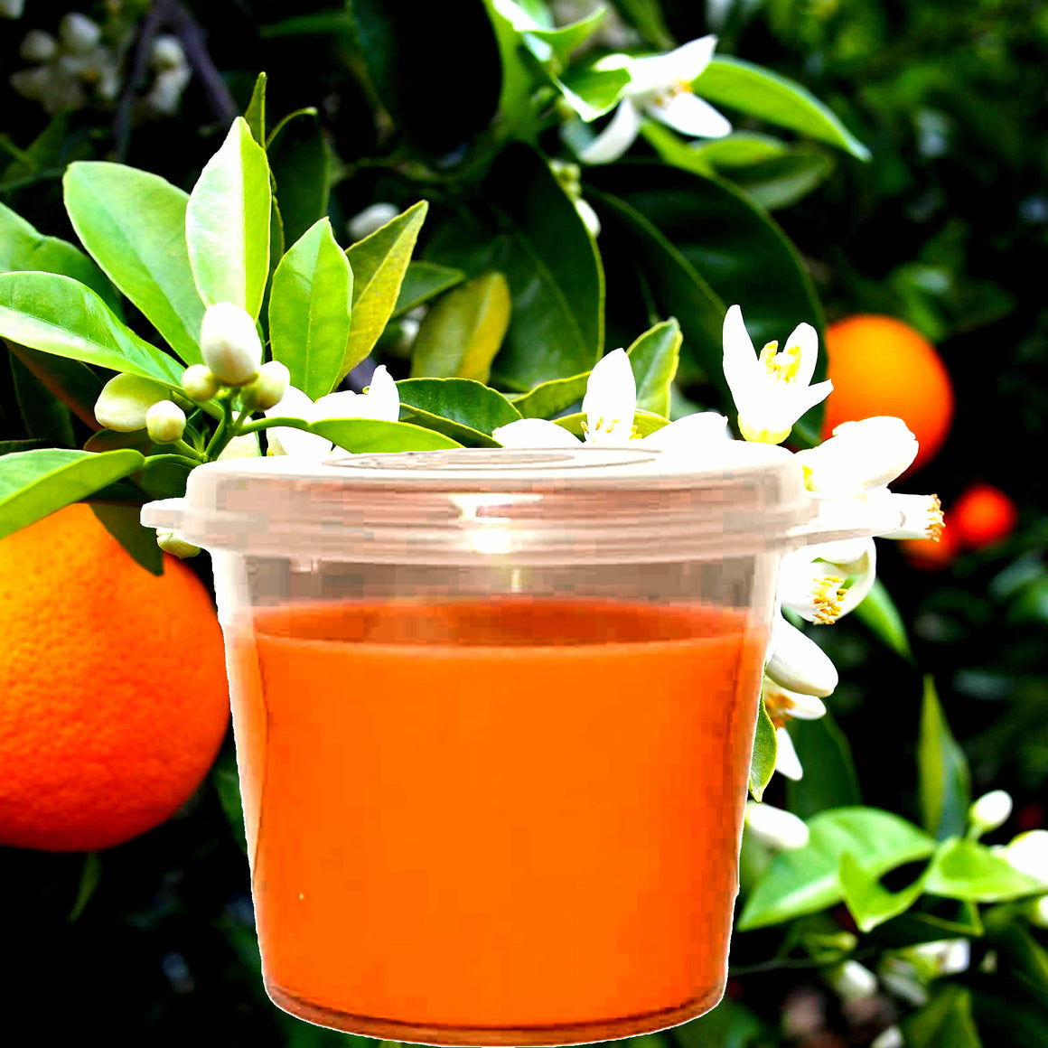 Neroli Orange Blossoms Soy Candle Melt Shot Pots – Plant-Based, Vegan, Cruelty-Free, Hand-Poured