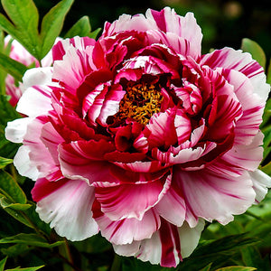 Peony Candle Soap Making Fragrance Oil