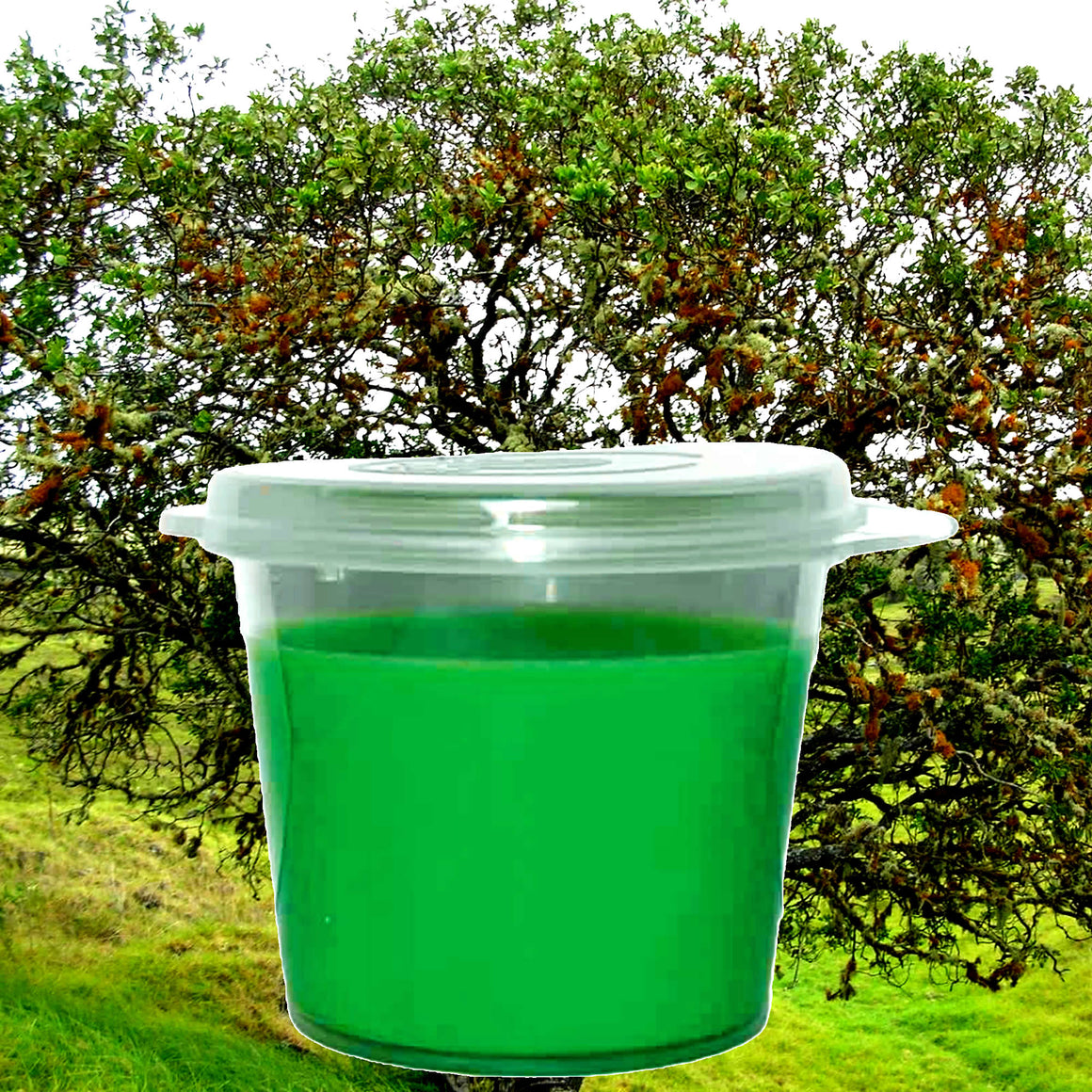 Vetiver & Sandalwood Soy Candle Melt Shot Pots – Plant-Based, Vegan, Cruelty-Free, Hand-Poured